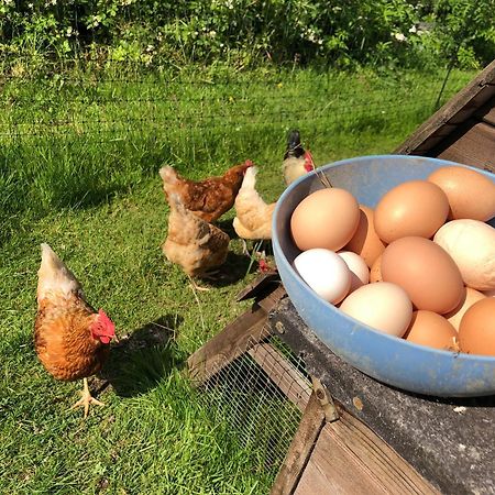 Treberfedd Farm Cottages And Cabins ランピター エクステリア 写真